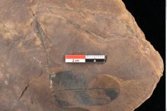 Foto (Detailsansicht) von Quercus palaeoilex Ettingshausen (NHMW-GEO-2024-0188-0822)